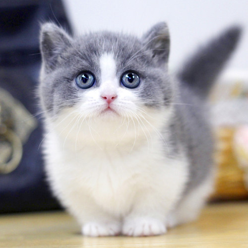 亮亮喵短毛血统宠物猫纯种幼猫