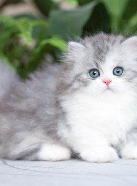 纯种蓝白矮脚拿破仑猫小步舞曲猫长毛猫幼猫深圳猫舍活体宠物猫咪