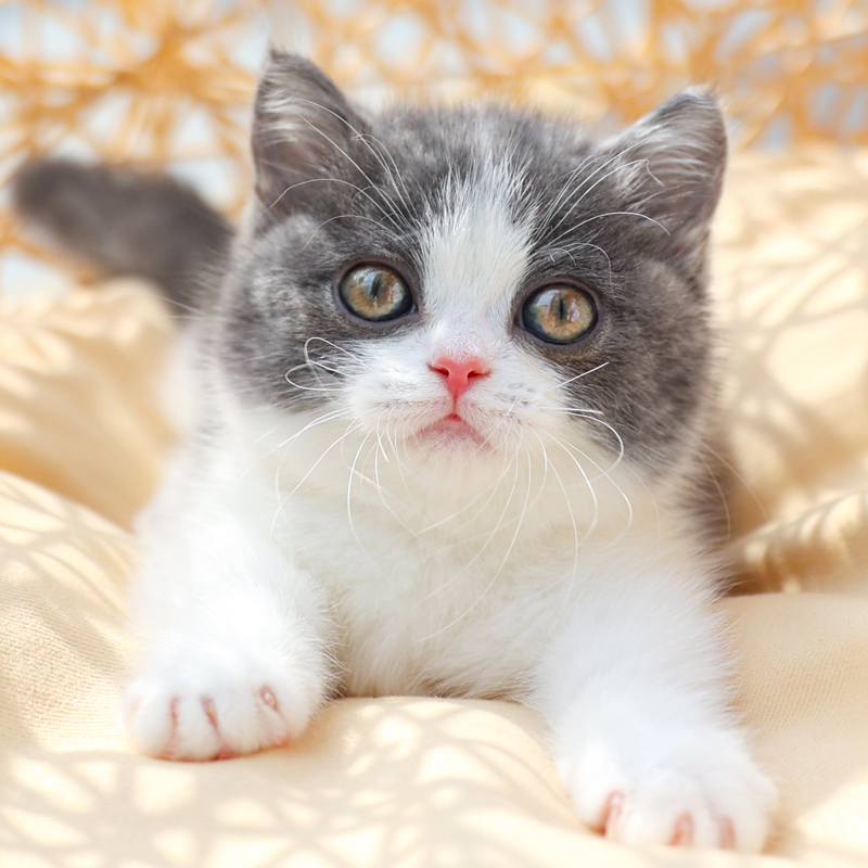 纯种英短蓝白幼猫活体血统宠物猫咪深圳注册猫舍英国短毛矮脚小猫