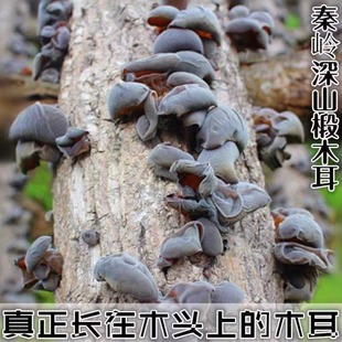 精选秦岭汉中土特产椴木木耳500克春秋木耳青冈木耳肉厚长在木头