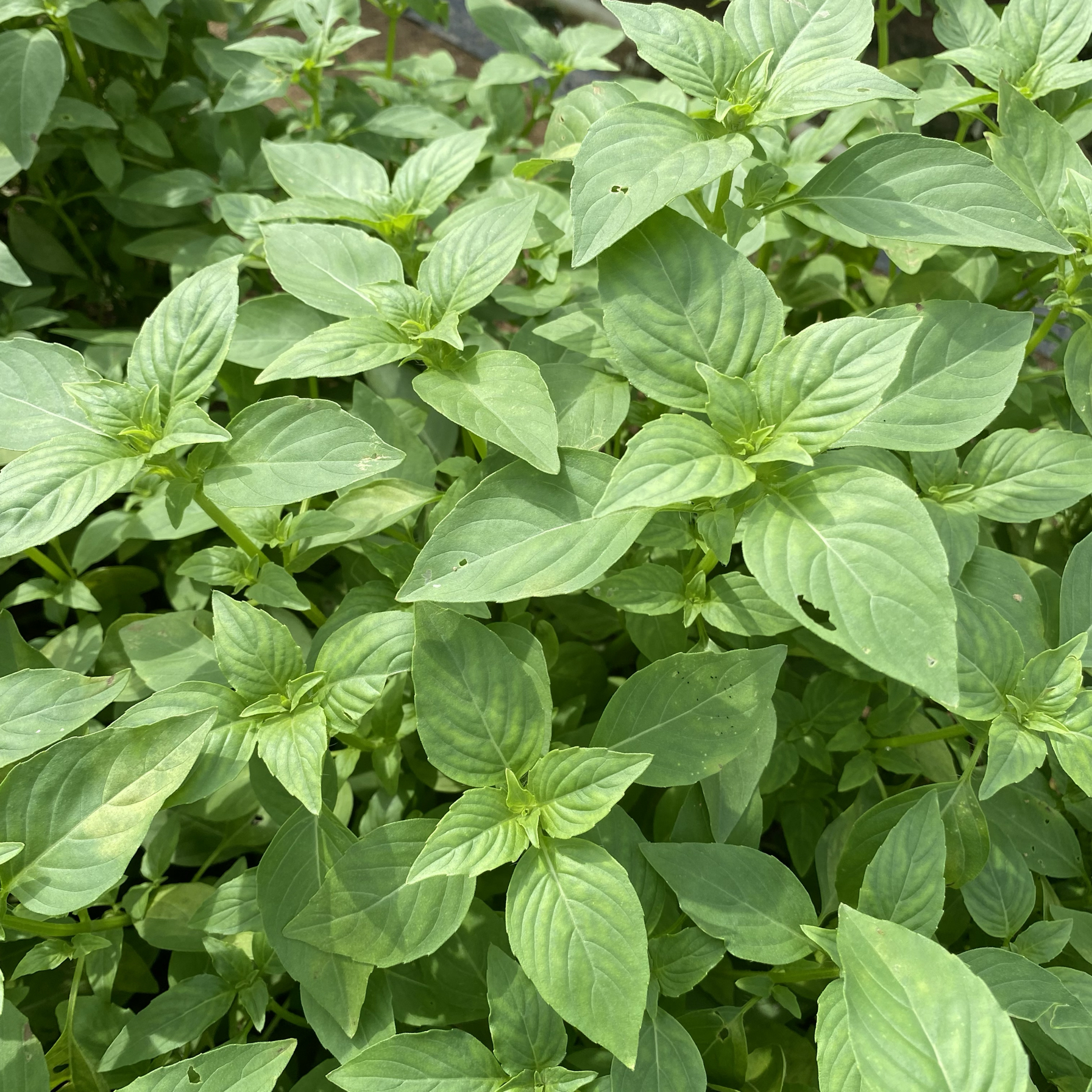 5斤新鲜荆芥菜河南大叶荆芥菜茎芥菜现摘发货河南饭店凉拌菜饭店