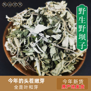 云南野生野坝子茶新茶 高山野生花草茶餐馆烧烤特色茶农家采摘