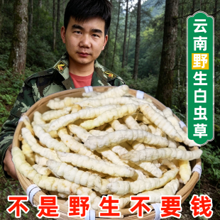 白虫草虫草参正品草石蚕中药材干土冬虫草地蚕土冬虫草泽兰根地参