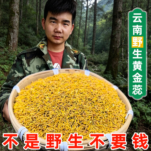 云南野生黄金蕊 高山高海拔新货无硫软黄金牡丹花蕊养生花茶