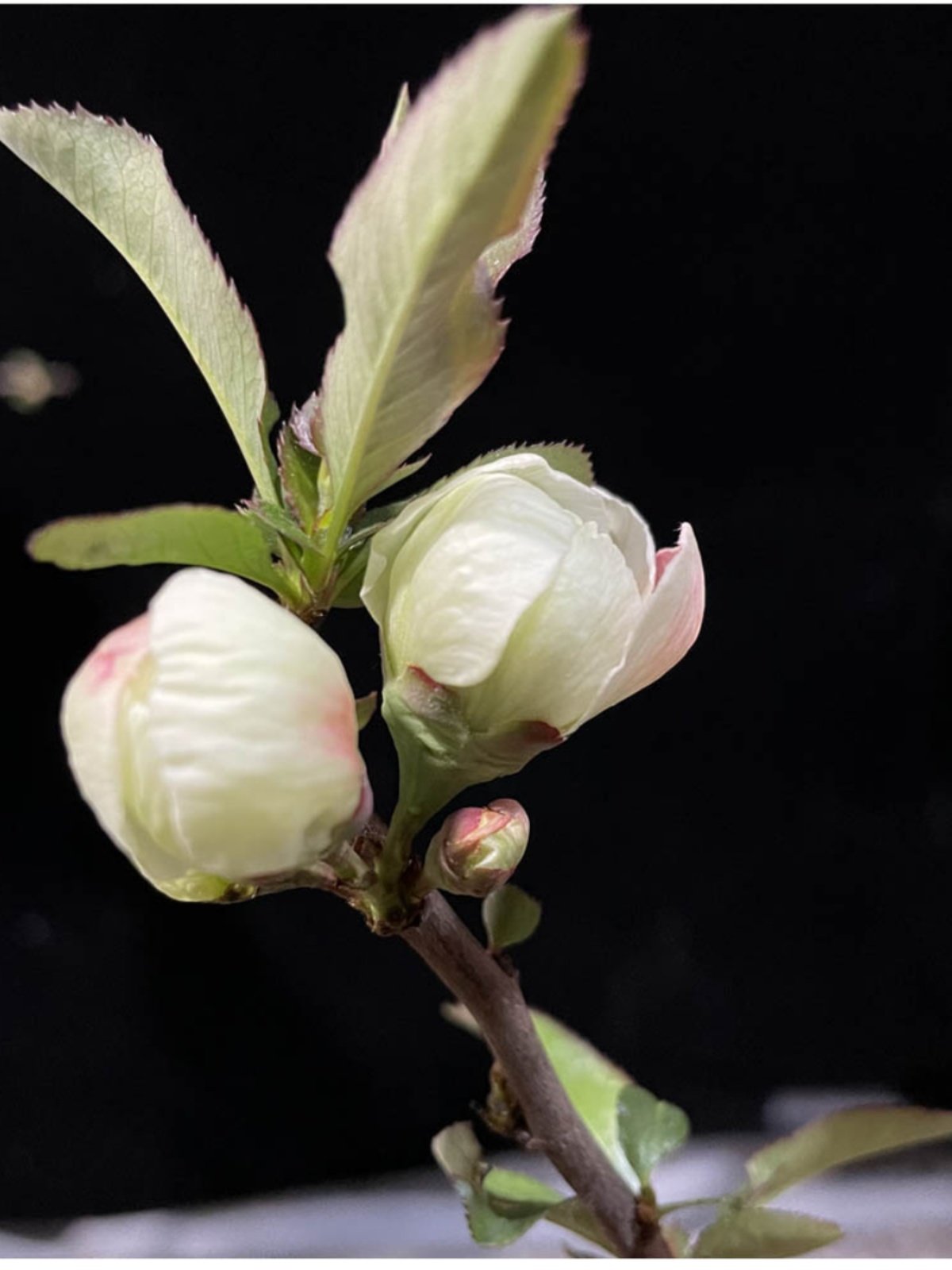 春天的花香彩云飞小彩海棠花盆景花卉