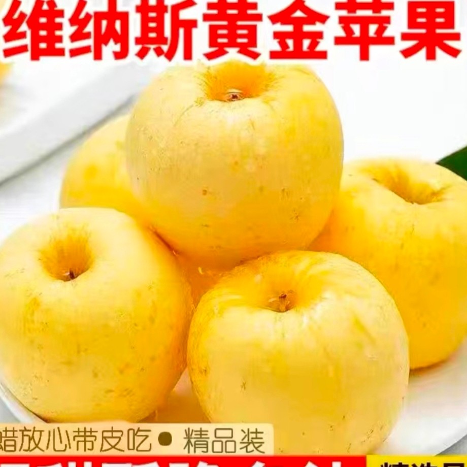 正宗维纳斯黄金苹果五斤装烟台栖霞产地发货包