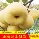正宗砀山酥梨当季 薄皮脆甜多汁烤梨专用 新鲜水果现摘现发梨子应季