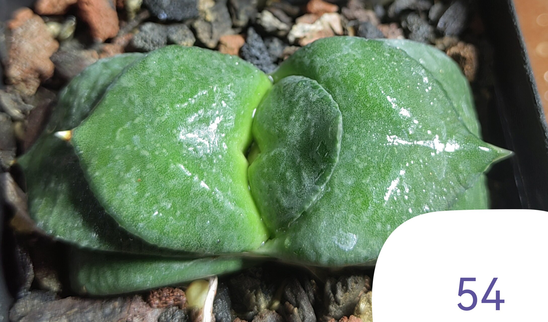大疣卧牛实生株，冠径6cm，叶多肉植物