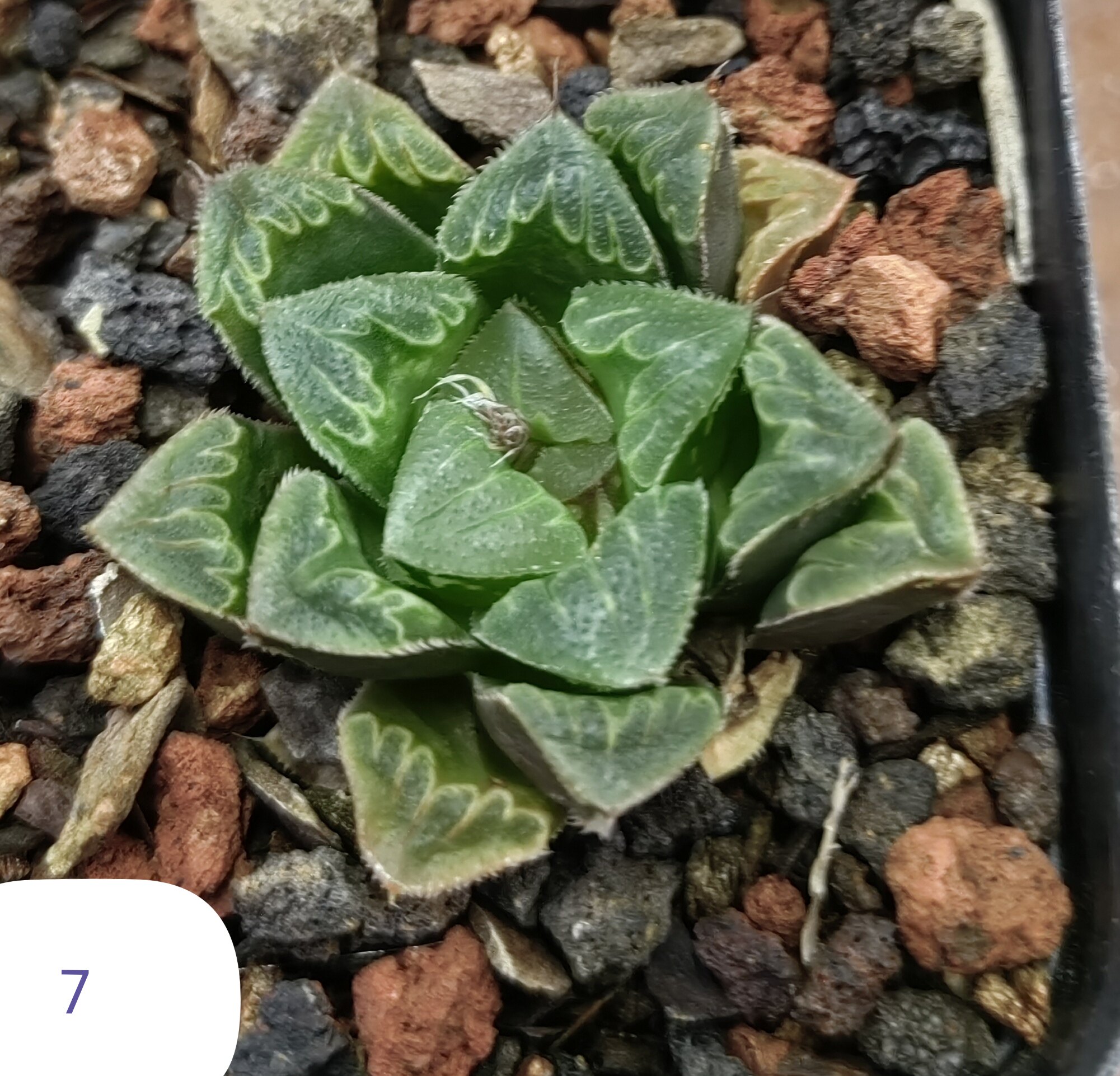 芷寿砍头苗，冠径4cm，经典老品种，上架日期，2026年2月26日。