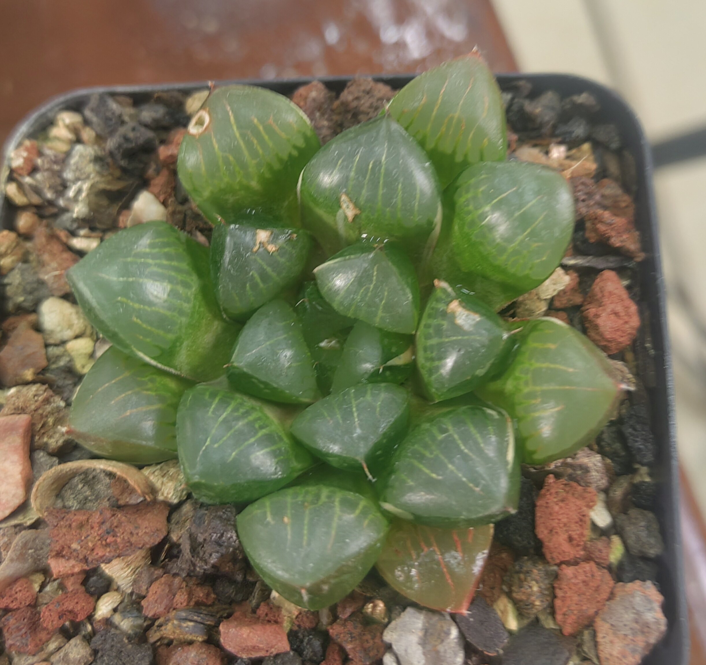 玉克锦无锦，冠径5cm。