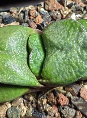 大疣卧牛实生，冠径7.5cm，叶宽3，26年3月3日上架。
