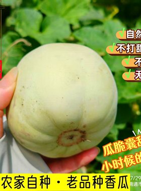 南通海门新鲜小香瓜老品种菜瓜现摘甜瓜白梨当季水果多汁蜜瓜包邮