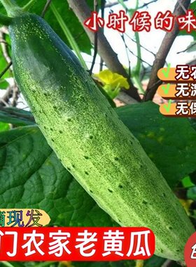 南通海门本地老黄瓜新鲜蔬菜农家自种现摘脆嫩爽口老品种黄瓜包邮