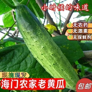 南通海门本地老黄瓜新鲜蔬菜农家自种现摘脆嫩爽口老品种黄瓜包邮