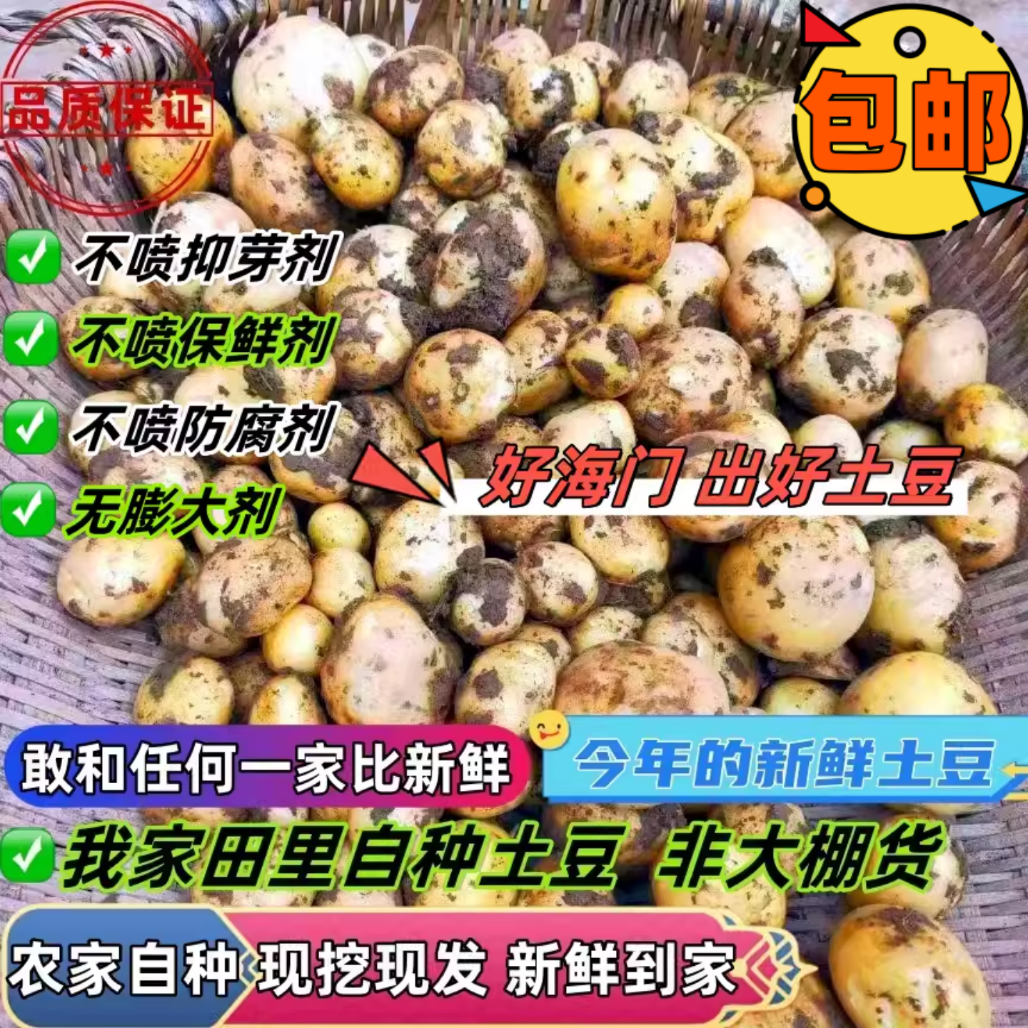 南通海门特产农家新鲜蔬菜黄心大土豆非云南红皮土豆马铃薯洋番芋