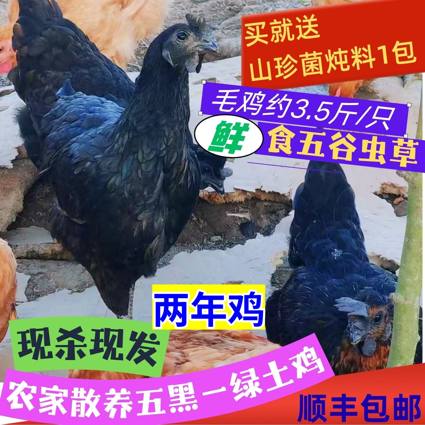2年五黑一绿土母鸡正宗农家散养黑骨肉乌鸡走地活鸡 新鲜现杀炖汤