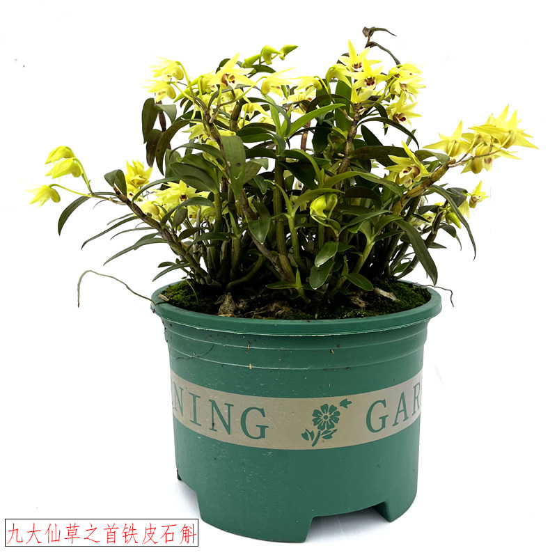 铁皮石斛楼顶阳台可食用