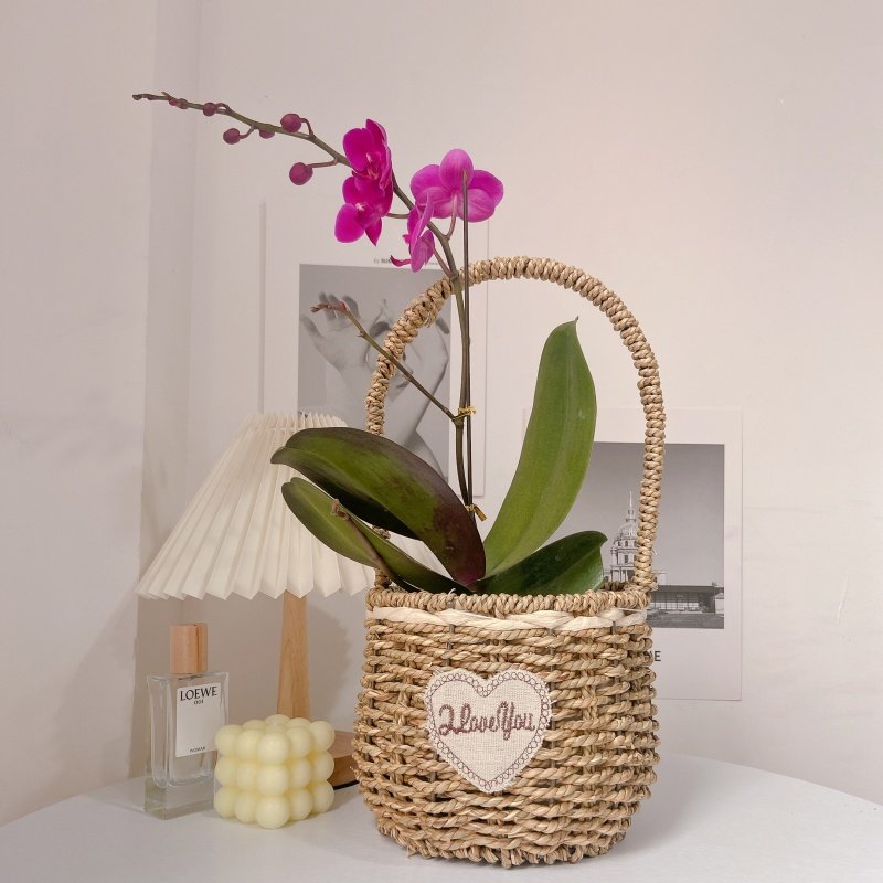 草编藤编蝴蝶兰花篮编织花艺花店手提绿植多肉蝴蝶兰花盆田园创意