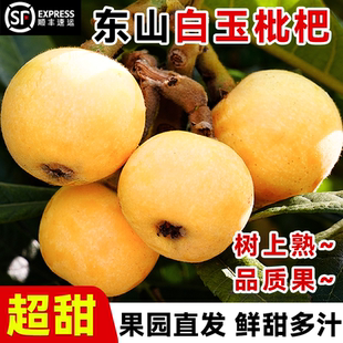 现货正宗苏州东山白玉枇杷顺丰礼盒新鲜应季水果青种大琵琶白沙