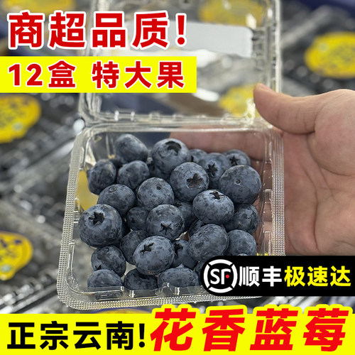 【特大花香蓝莓】云南超级大颗L25新鲜水果巨孕妇顺丰官方旗舰店