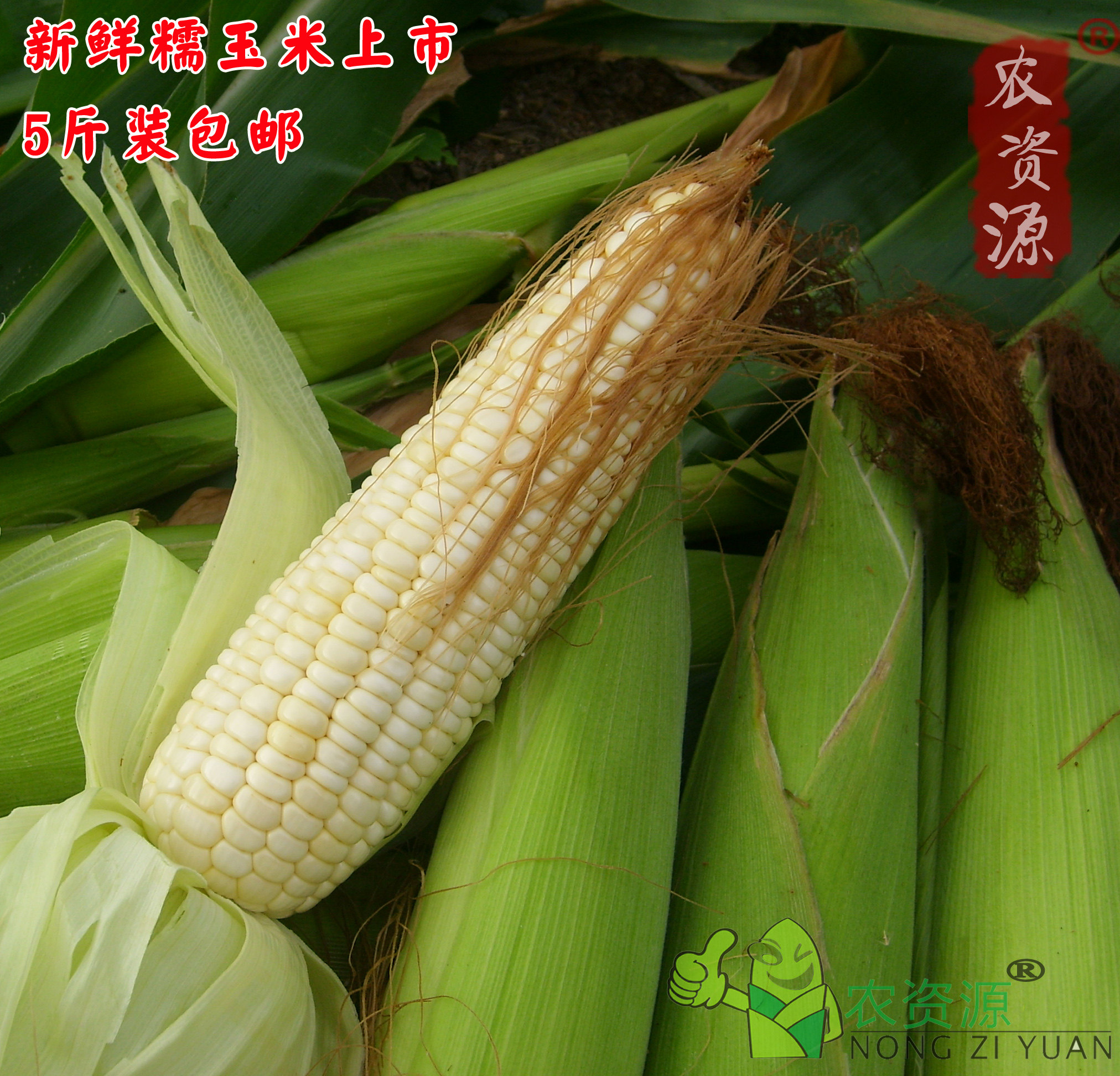 新货上市新鲜玉米 甜糯玉米 白粘玉米棒 高山农家种植5斤现摘包邮