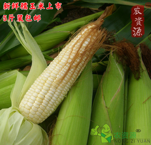 上市农家种植新鲜玉米甜糯