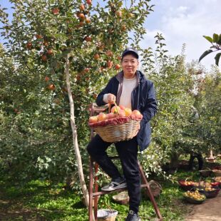 【红旗坡农场4队直发】正宗新疆阿克苏冰糖心苹果特级大果礼盒装