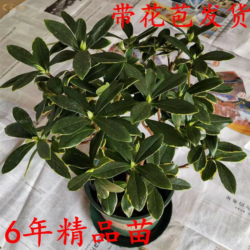 金边瑞香不断阳台耐寒花卉植物