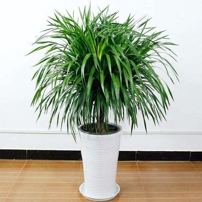 龙须树盆栽龙须铁龙须兰龙血树室内客厅大型绿植盆栽花卉四季常青