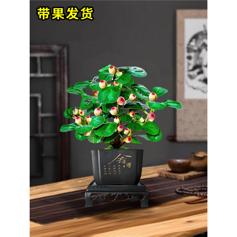 小盼菩提树盆栽老桩带果办公室桌面禅意绿植小盆景四季观果叶植物