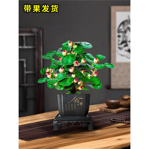 小盼菩提树盆栽老桩带果办公室桌面禅意绿植小盆景四季观果叶植物