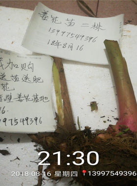 大姜开花百合盆栽