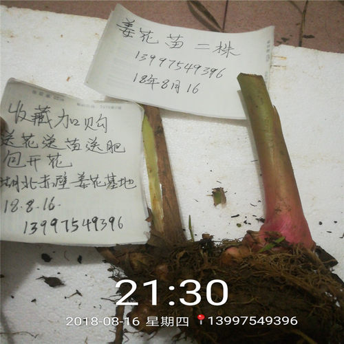 大姜开花百合盆栽