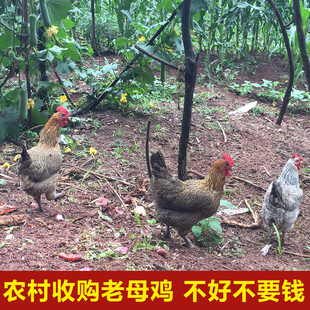 包郵 土雞柴雞農(nóng)家農(nóng)村收購(gòu)散養(yǎng)深山孕婦月子燉湯走地老母雞順豐
