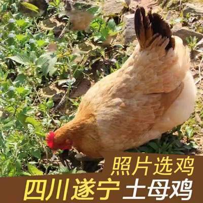 农村收购深山孕妇月子炖汤土鸡