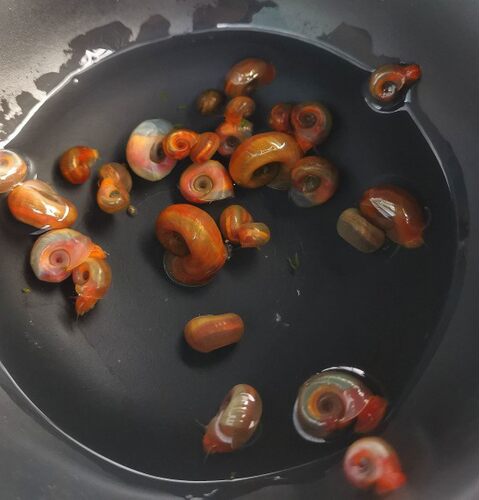 枫舞青鳉鱼场 苹果螺引种 古法缸搭档 青苔剩饲料清理工 乌龟零食
