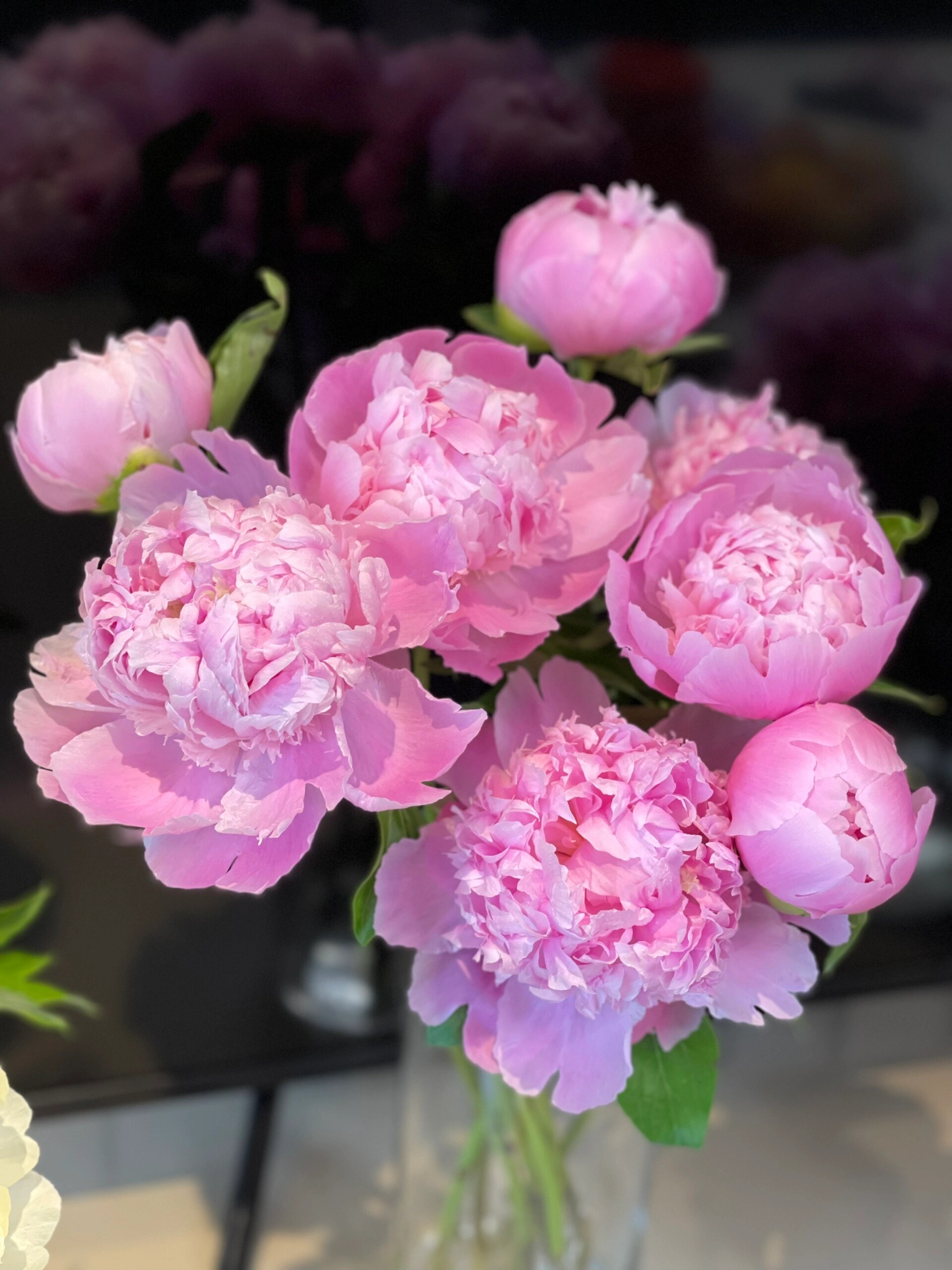 蓝富士芍药鲜花云南昆明批发  任意2单顺丰冷链包邮