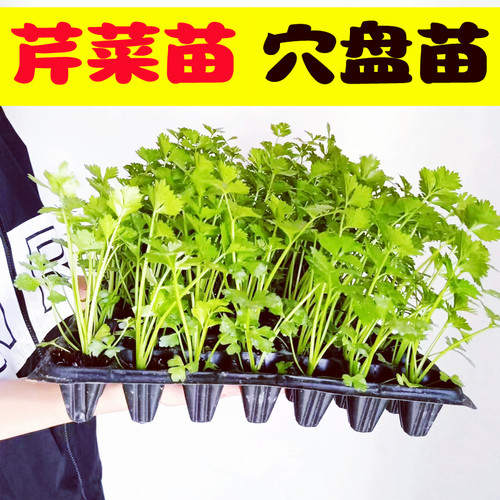 四季高产耐寒芹菜西芹秋冬蔬菜苗
