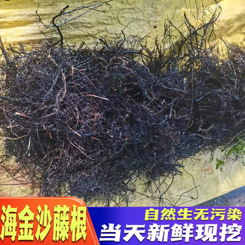 海金沙藤草根新鲜晒干货天然中草药材排化打石茶包邮左转藤