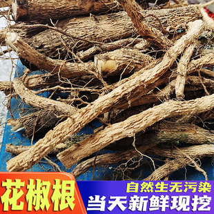 深山野花椒根花椒树根狗屎椒根野花椒中药材山花椒根新鲜现挖