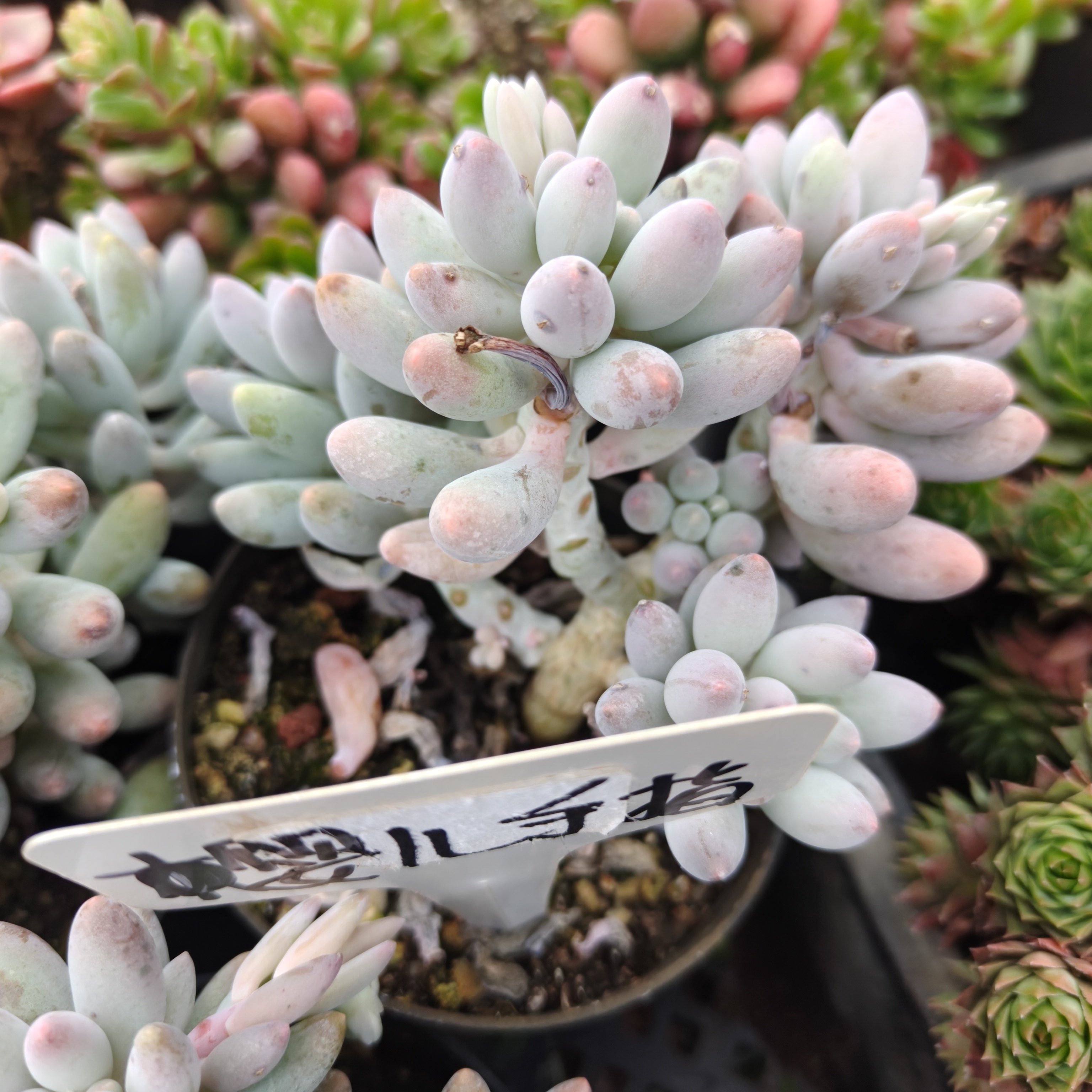 刘家花坊  婴儿手指多肉   多肉植物