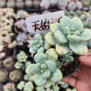 刘家花坊  天使之泪多肉    精品老桩批发基地  室内室外清新绿植
