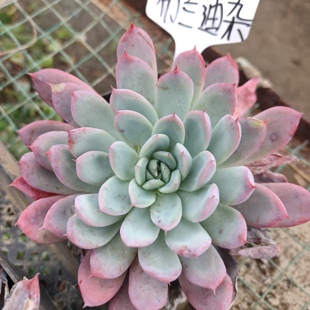 刘家花坊  布兰迪杂多肉    精品老桩批发基地  室内室外清新绿植