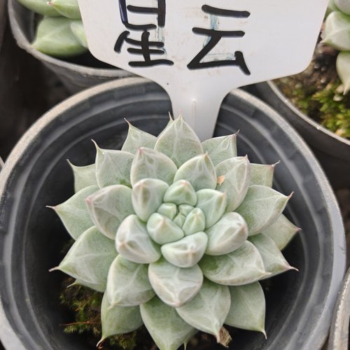 刘家花坊  暗纹星云多肉    精品老桩批发基地  室内室外清新绿植
