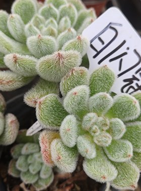 刘家花坊  白闪冠多肉    精品老桩批发基地  室内室外清新绿植