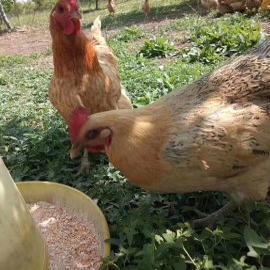 湖北罗田大别山土特产乡间涵妈农家散养生土鸡现杀驻村直发包邮