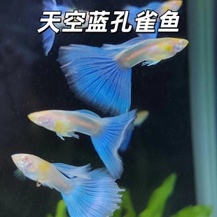 天空蓝白普通体孔雀鱼蓝白精品热带鱼胎生易繁殖活体