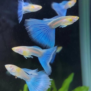 观赏孔雀鱼天空蓝孔雀鱼活体鱼苗健康耐活皮实易繁殖精品凤尾鱼