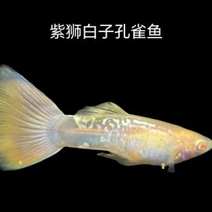 精品粉狮白子孔雀鱼稀有色活体鱼金粉热带小型鱼网红鱼观赏鱼