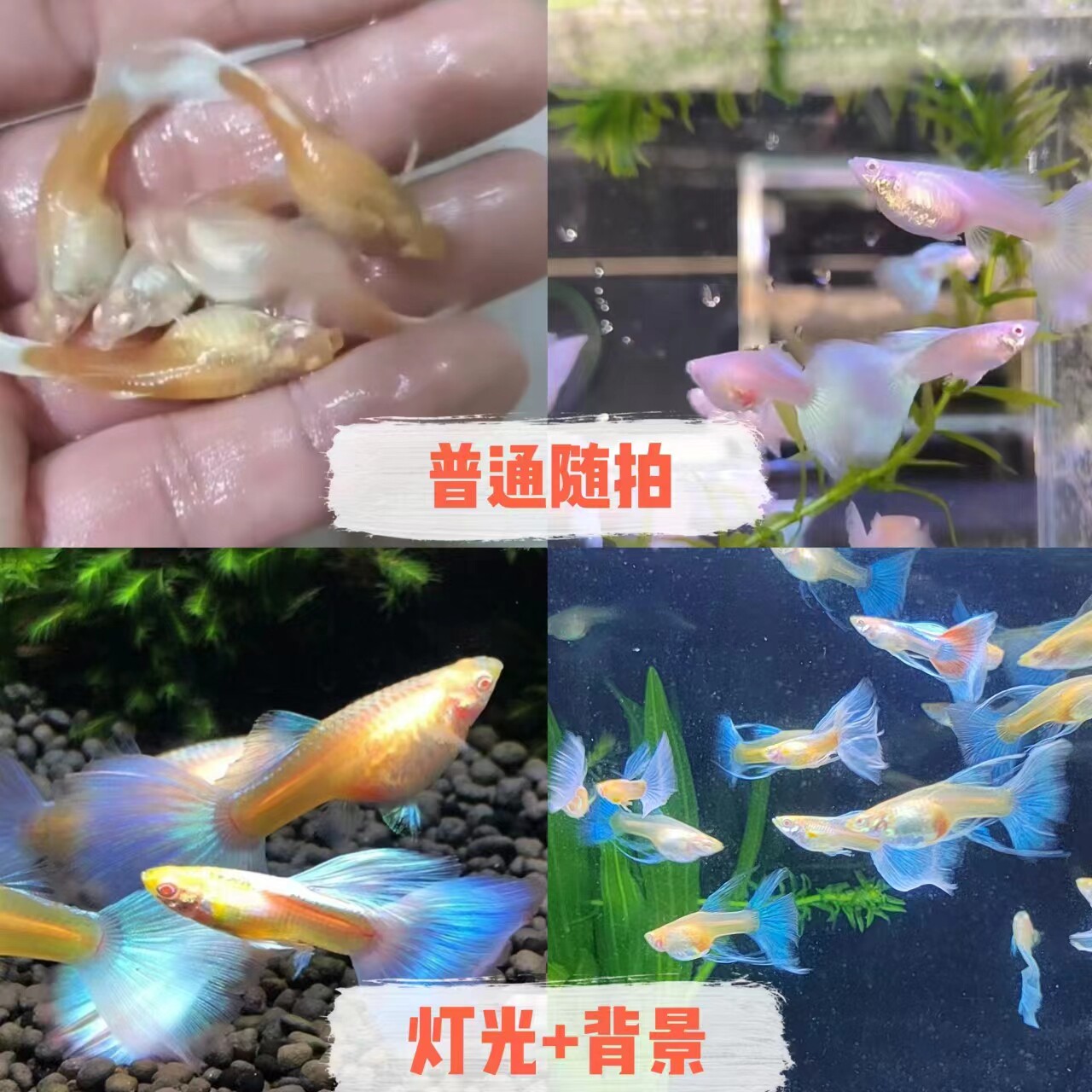 天空蓝白孔雀鱼热带淡水鱼好养耐活鱼易繁殖观赏鱼练手入门不打氧
